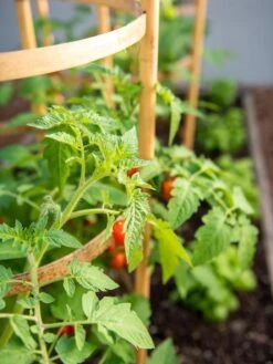 Bamboo Tomato Cages, Set Of 3 -Gardeners 8613426 6934