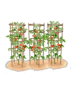 Bamboo Tomato Cages, Set Of 3 -Gardeners 8613426 art