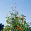 Rainbow Spiral Supports, Set Of 5 2 Rainbow Spiral Supports, Set Of 5 -Gardeners GS36377 01 tif