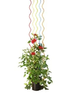 Rainbow Spiral Supports, Set Of 5 -Gardeners GS36377 03S tif