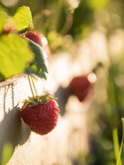 3-Tier Strawberry Bed 9 3-Tier Strawberry Bed -Gardeners Strawberry3 3167 tif